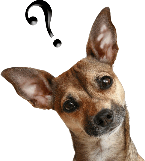 curious_dog