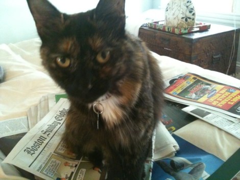 babycatt