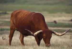 blog-animals-Texas_longhorn_cattle_bull_grazing
