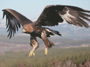 The Eagle is also a symbol of Scorpio...