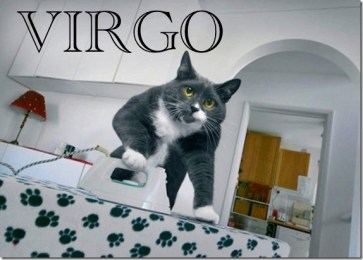 cat_maid_1_funnypagenet_com
