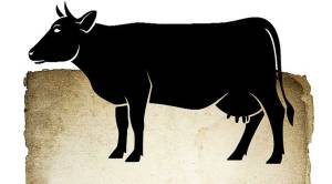 cow