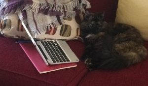 Babycatt takes a break from writing her memoir.
