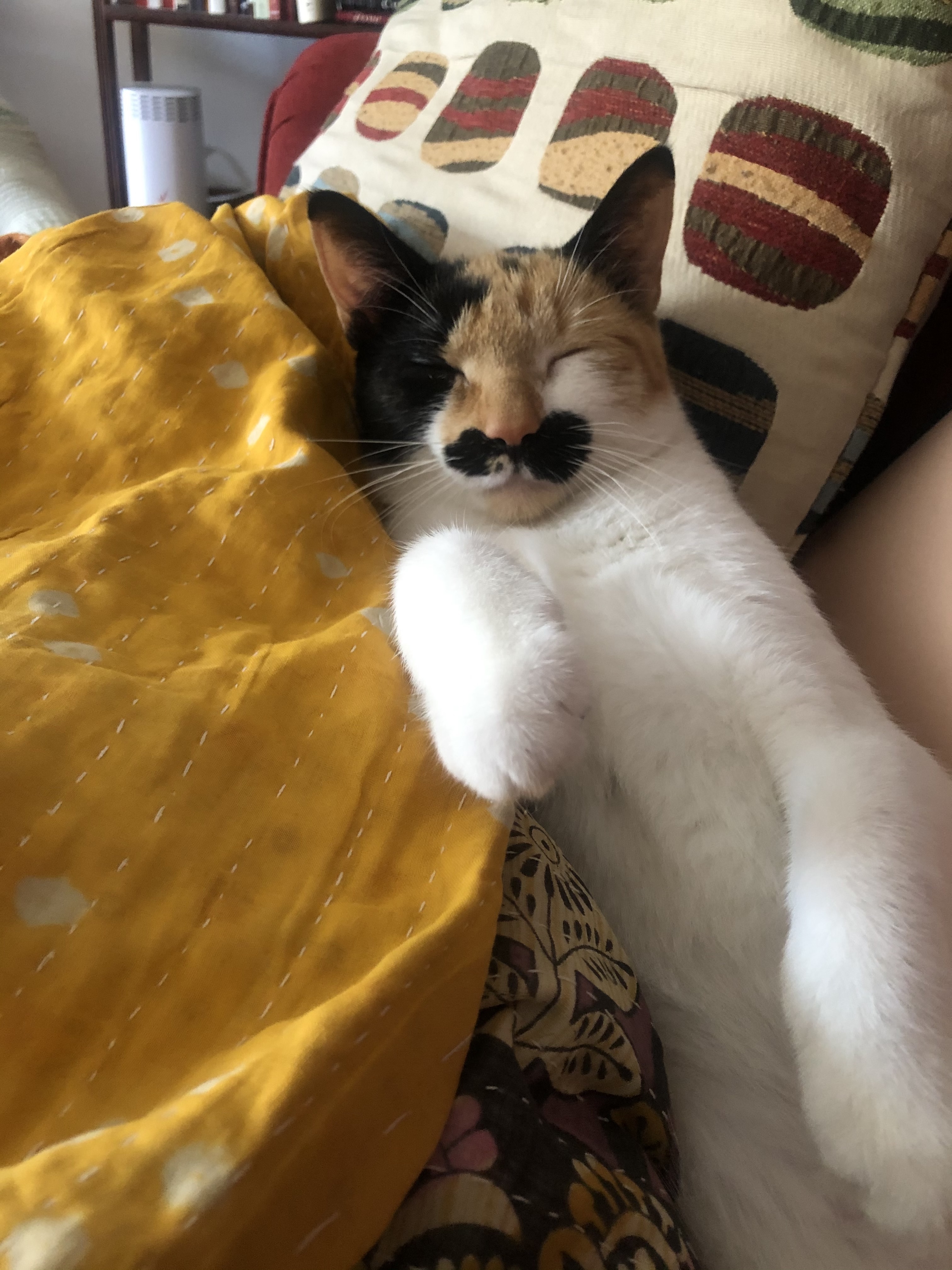 lil bit Leo