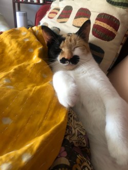 lil bit Leo